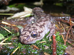 giant salamander