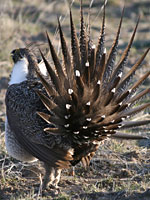 Greater Sage Grouse 
