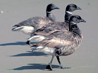 black brant