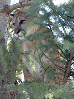 Cougar