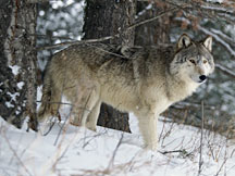 Standing Wolf
