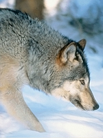 Wolf