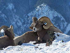 Bighorn sheep