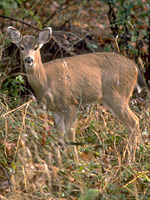 doe