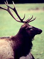 elk