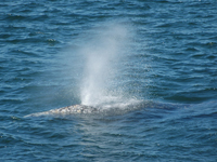 Sei Whale Feeding