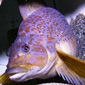 Marine Resources