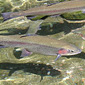 Trout Stocking