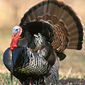 Upland Game Bird