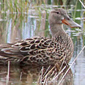 Waterfowl