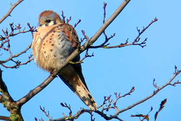 American Kestrel