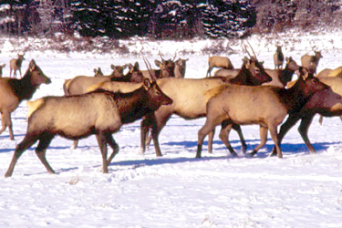 Elkhorn Wildlife Area
