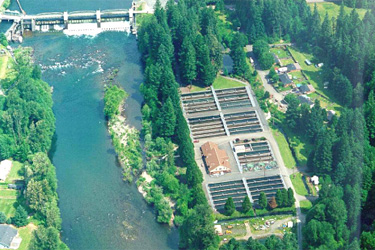 Klaskanine hatchery