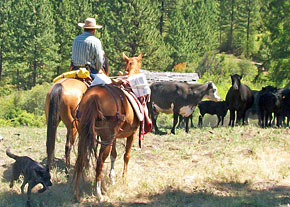 Livestock