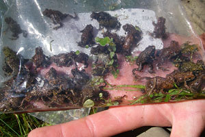 WesternToads and Frogs