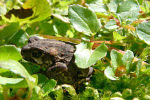 Western Toad