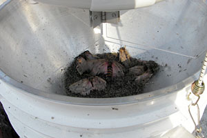 UV Light Trap with moths and midges