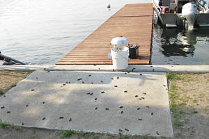 UV light trap with attracted moths