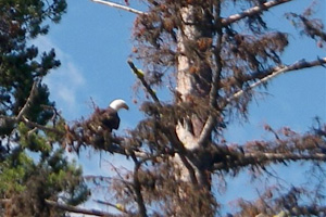 bald eagle