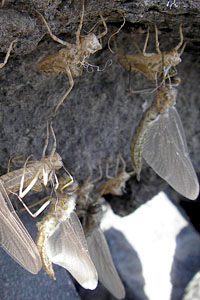 Dragonfly Nymph to Adult