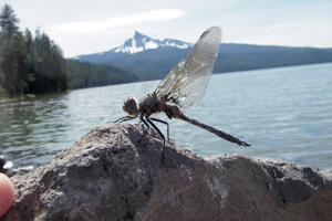 dragon fly
