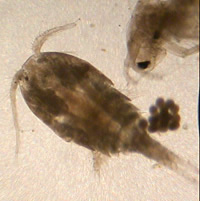 Zooplankton