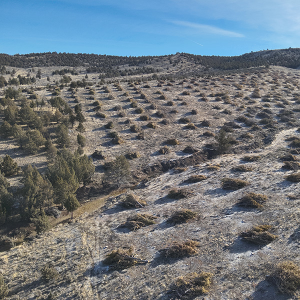 Juniper removal