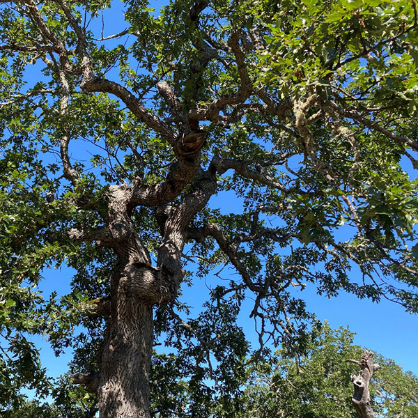 Large Oak
