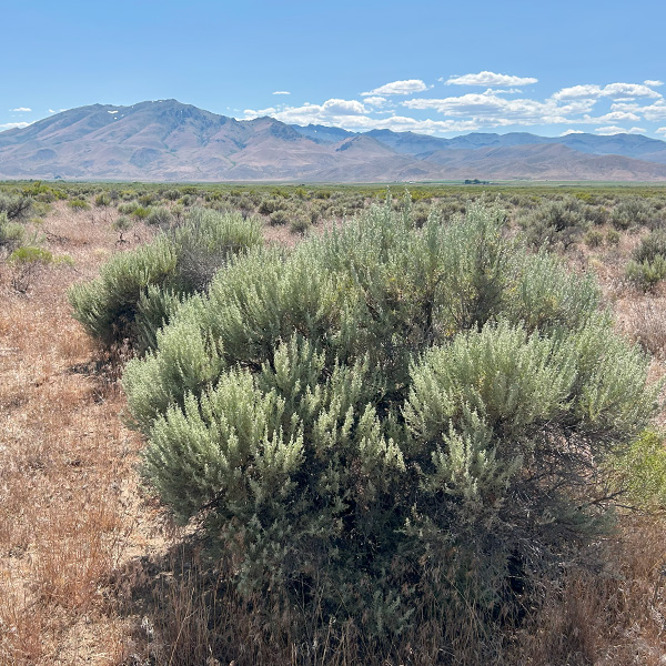 Sage-brush