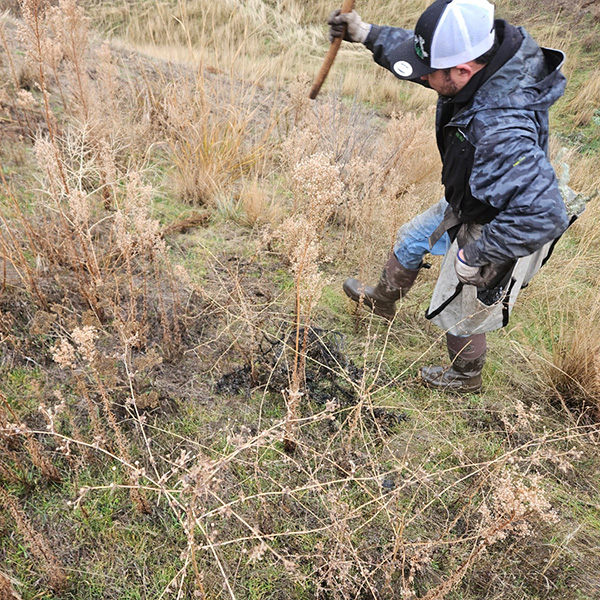 Burn seeding