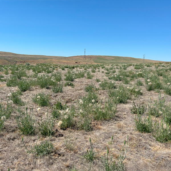 Burn seeding