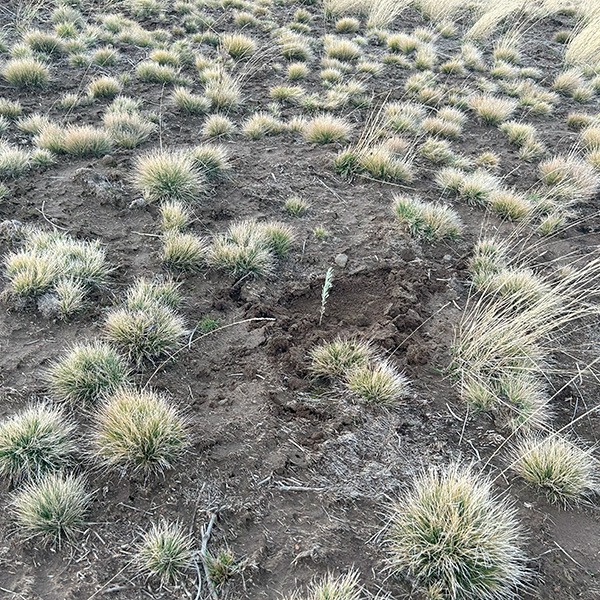 Burn seeding