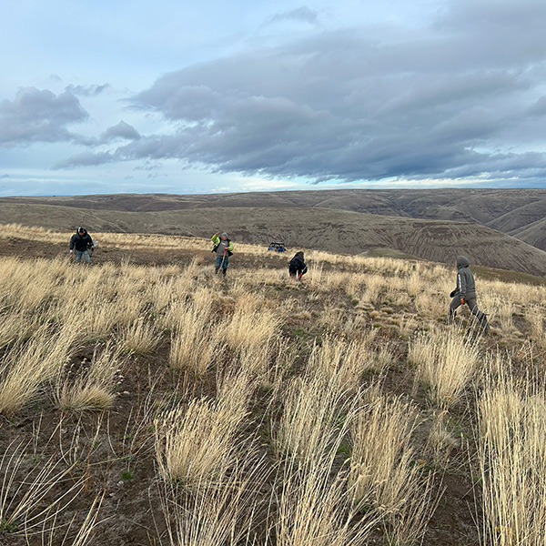 Burn seeding