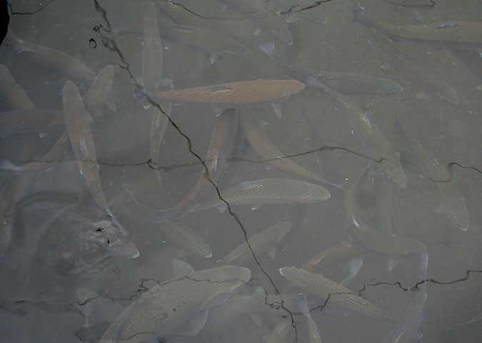 Rainbow Trout