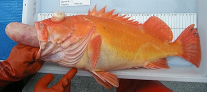 Yelloweye Rockfish with esophageal eversion
