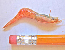 4-6 month old pink shrimp
