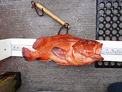 Quillback Rockfish with telemetry tag implanted
