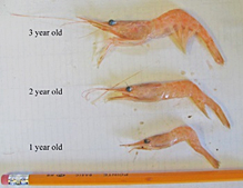 1-3 year old shrimp
