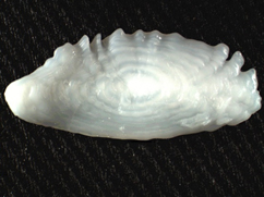 Deacon Rockfish otolith collected in 2017