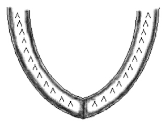 Coho lower jaw diagram