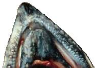 Chinook mottled lower jaw photo