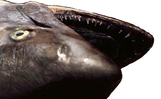 Chinook lower jaw photo
