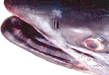 Coho lower jaw photo