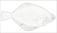 Flatfish