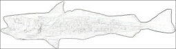 Pacific Hake