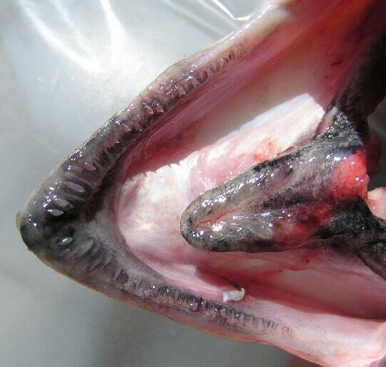 Pink Salmon lower jaw photo