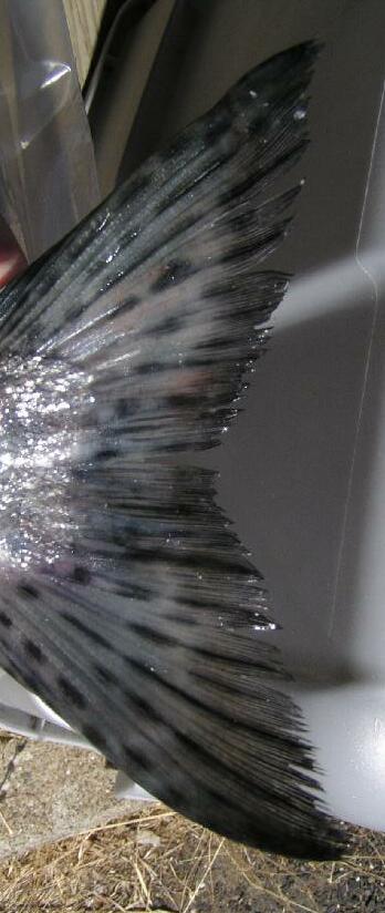 Pink Salmon tail spotting photo