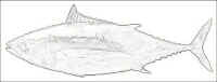 Tuna