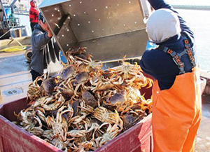 Commercial Crab