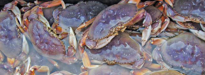 Commercial Dungeness Crabs